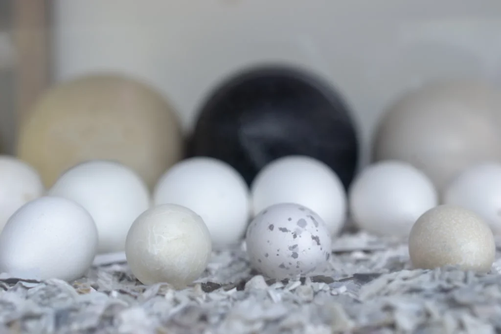 The Fragile Truth: How the Eggshell Defense Shapes Personal Injury Cases and the Importance of Immediate Medical Care
