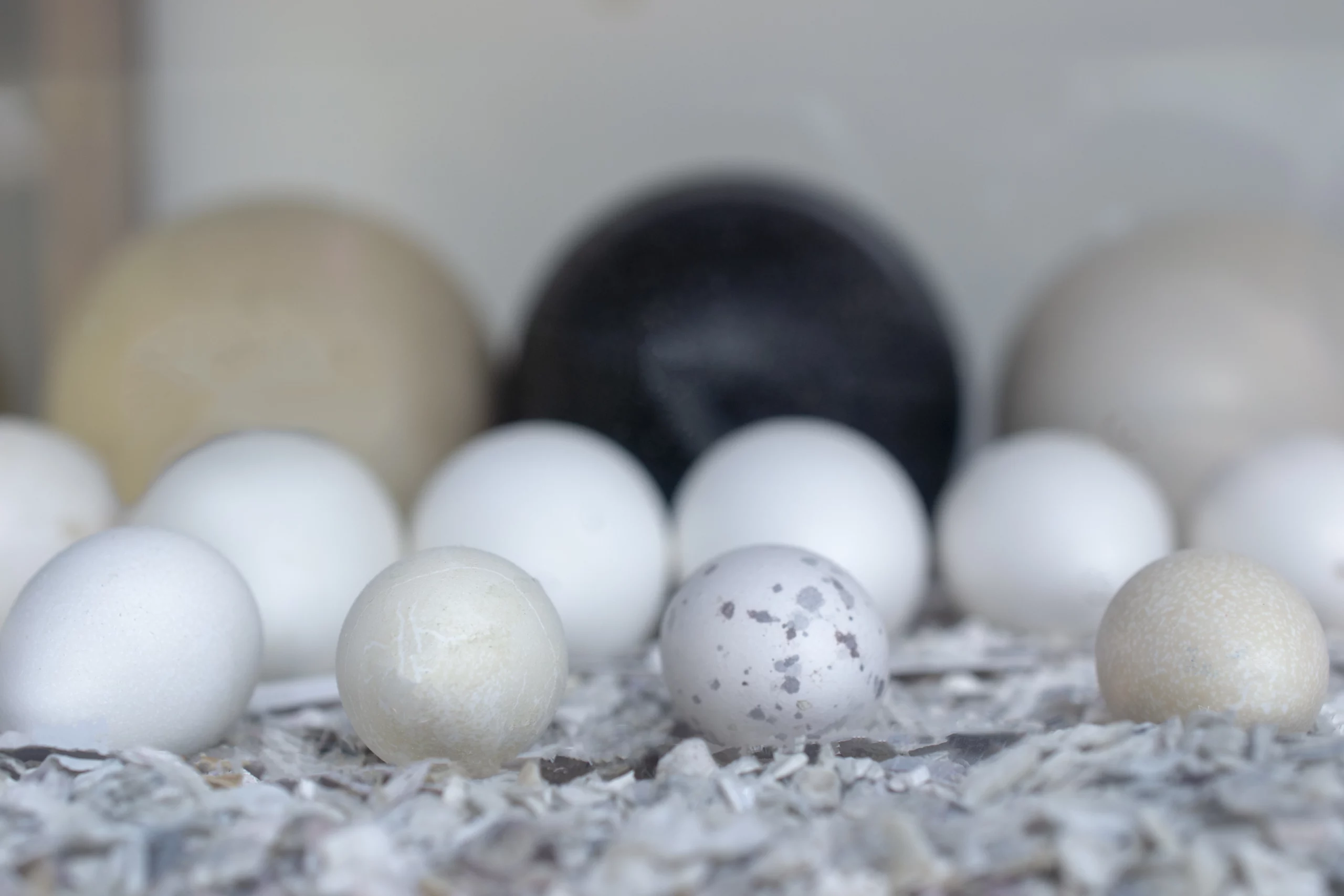 Eggshell Defense Shapes